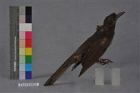 藏品(棕耳鵯)的圖片